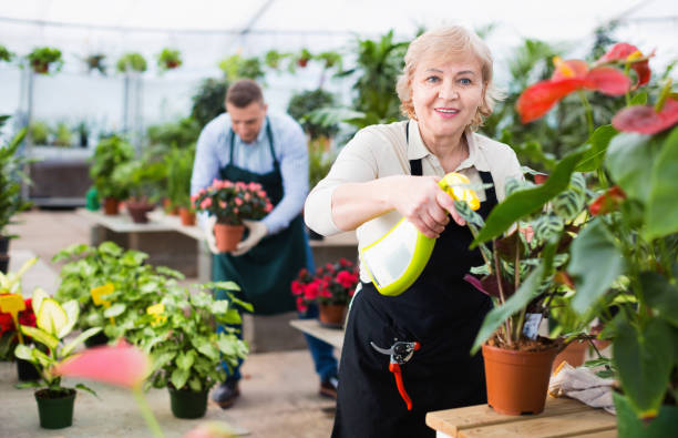 istock Two gardener are processing flowers with substances in greenhouse. 1169010518
