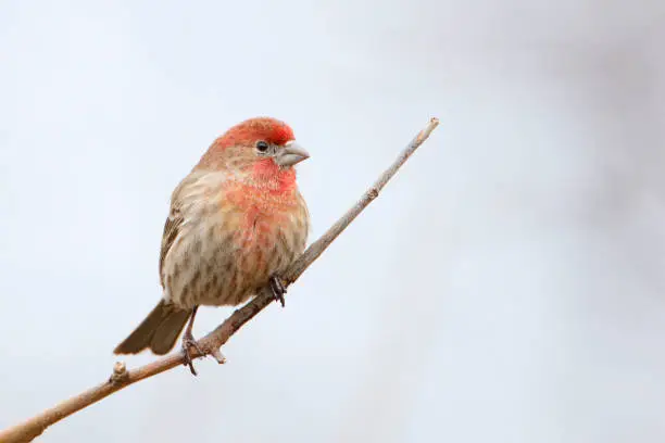 House Finch (Haemorhous mexicanus) male sitting on branch at Jamaica Bay refuge, New Jersey, USA