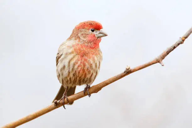 House Finch (Haemorhous mexicanus) male sitting on branch at Jamaica Bay refuge, New Jersey, USA