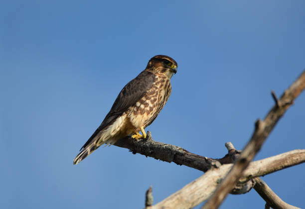 Merlin Falcon Merlin falcon sits perched in a dead tree over head against a blue summer sky falco columbarius stock pictures, royalty-free photos & images