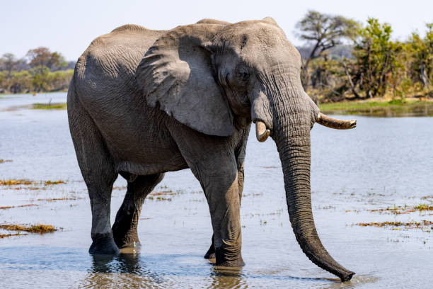 istock Elephants in moremi Game Reserve in Botswana in the okavango Delta 1169013758