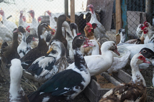 istock The birds farm. 1169013924