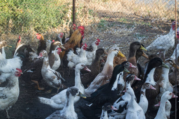 istock The birds farm. 1169013931
