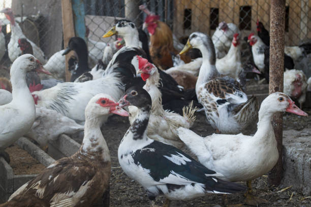 istock The birds farm. 1169013966