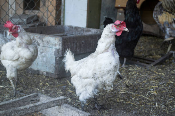 istock The birds farm. 1169013989