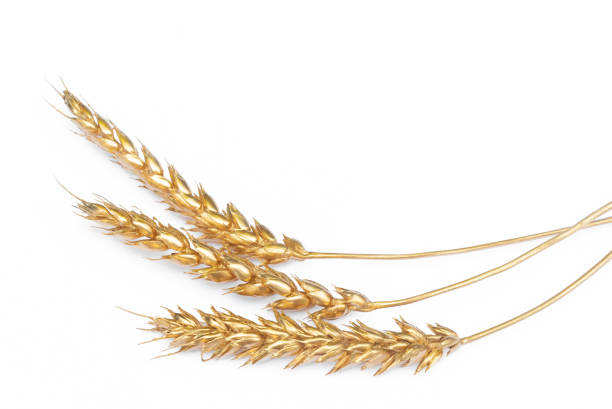 istock Golden wheat stem isolated. 1169014005