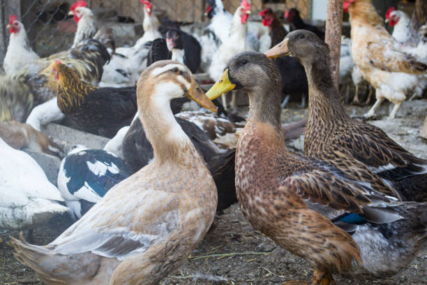 istock The birds farm. 1169014029