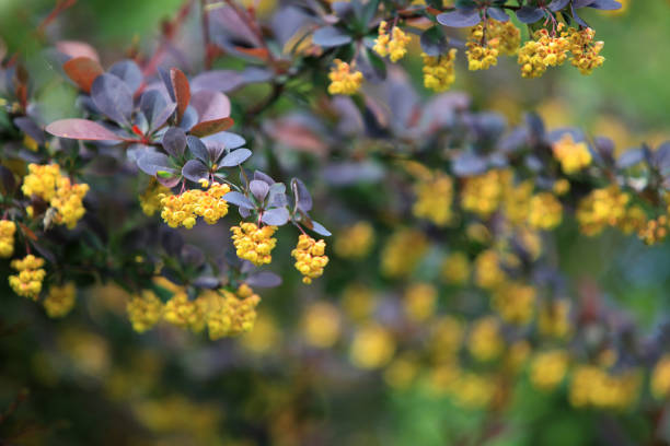 Blooming barberry (Berberis vulgaris)  plant in springtime