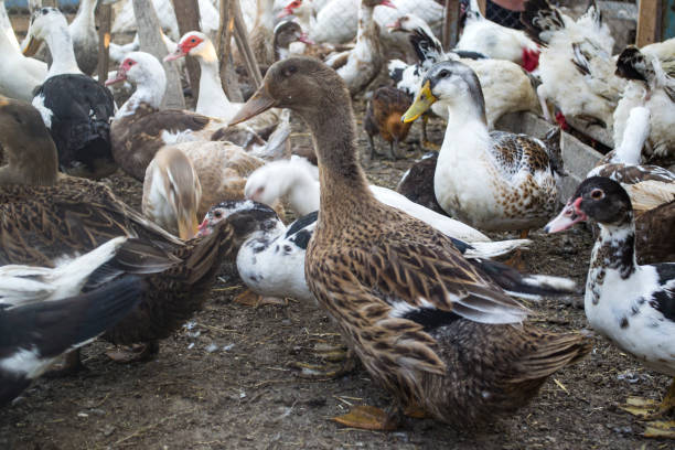 istock The birds farm. 1169014312
