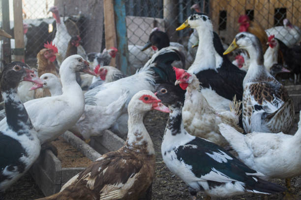 istock The birds farm. 1169014404