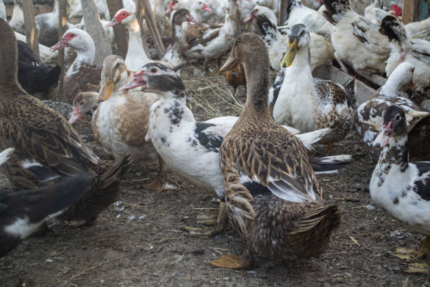 istock The birds farm. 1169014913