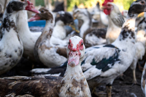 istock The birds farm. 1169014932