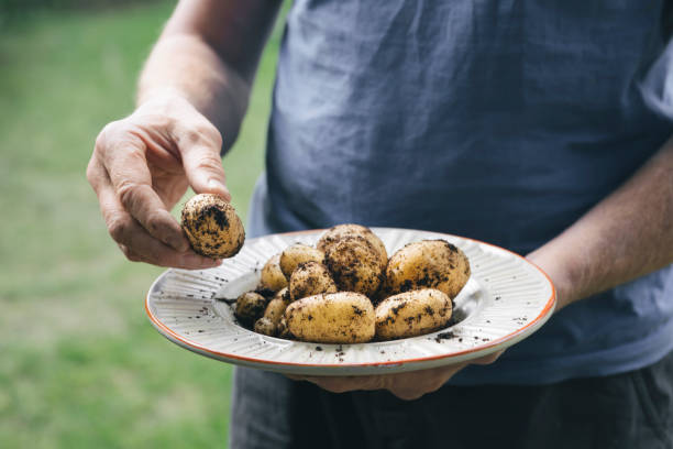 en skål med ny potatis med jord i händerna på en man - potatis sweden bildbanksfoton och bilder