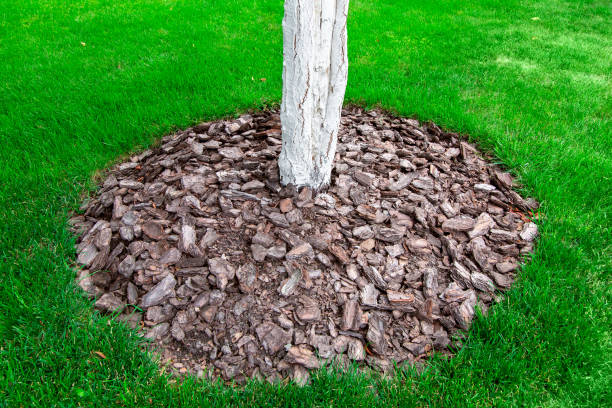 istock whitewashed tree trunks mulching a bark of a tree trunk,  on a green meadow with grass. 1169017247