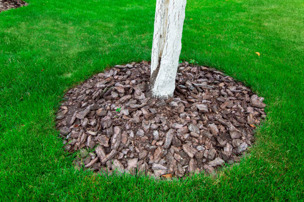 istock mulching a tree bark around a tree growing on a green lawn, closeup. 1169017250
