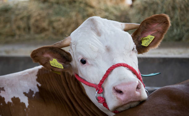 istock Simmental cow in stable 1169017535