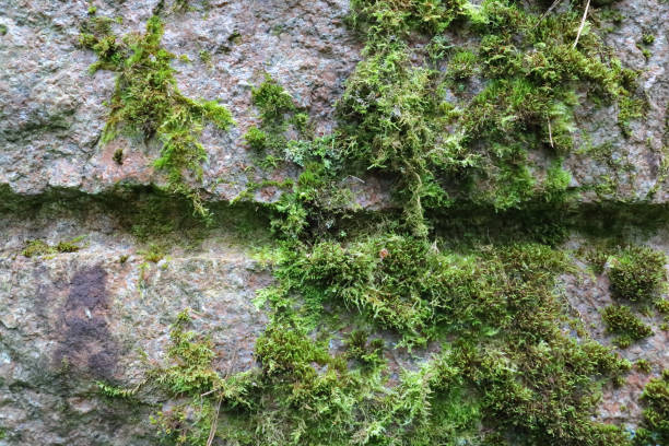 istock Old mossy big stone in the middle of a forest. 1169017708