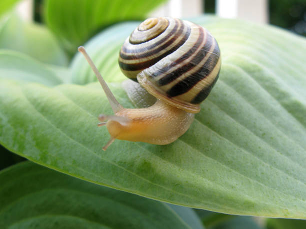 Snail On Hosta stock photo