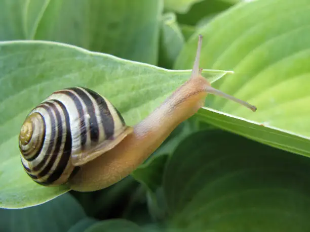 Gold and Black Snail On Hosta Leaves