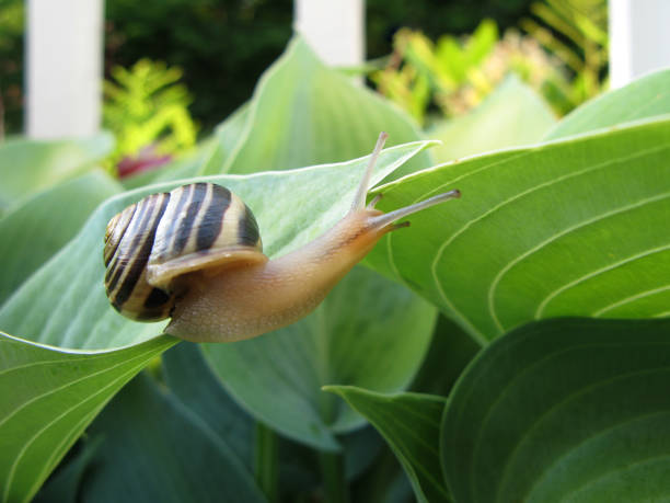 Snail On Hosta stock photo