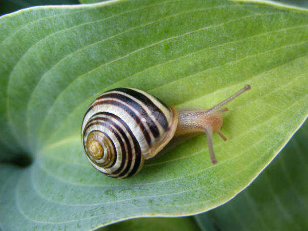 Snail On Hosta stock photo