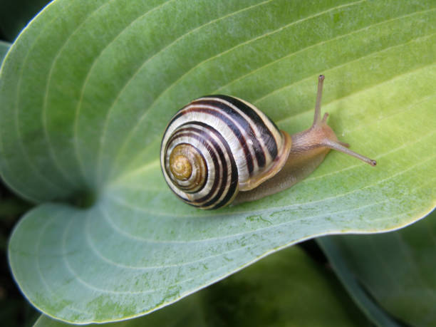 Snail On Hosta stock photo