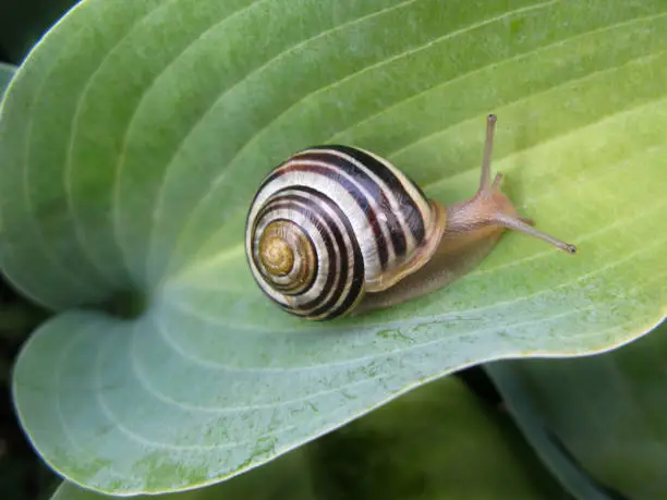 Gold and Black Snail On Hosta Leaves