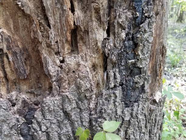 istock tail of animal hiding in brown tree trunk 1169022291