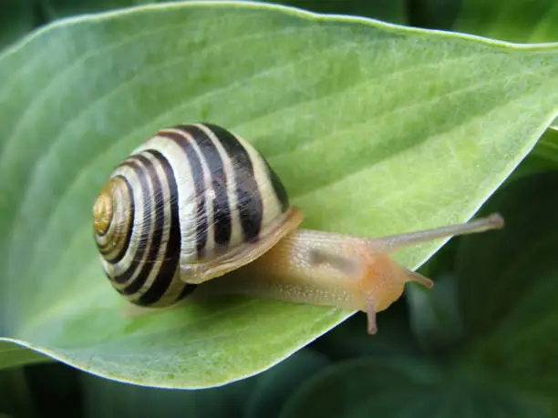 Gold and Black Snail On Hosta Leaves