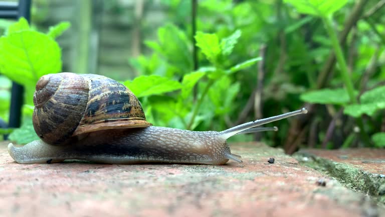 Common Garden Snail