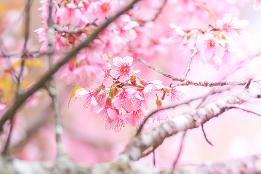Primavera con hermosas flores de cerezo, flores de sakura rosa.
