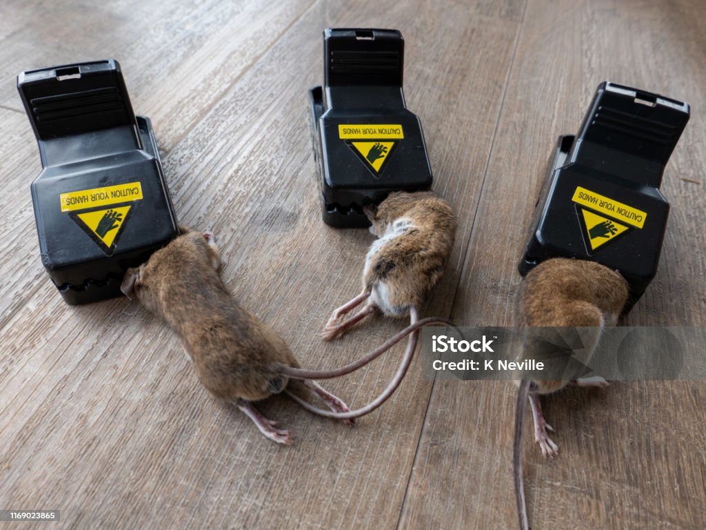 Three Mice Caught In Black Plastic Mouse Traps Stock Photo - Download Image  Now - Animal Hair, Black Color, Brown - iStock