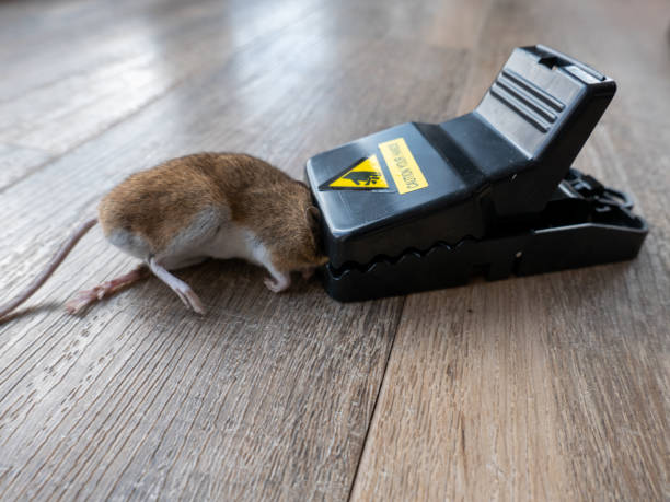 a single dead mouse, that has been caught in a mousetrap - dead animal mouse dead body death imagens e fotografias de stock