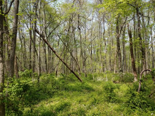 istock green leaves and trees in woods or forest 1169023935