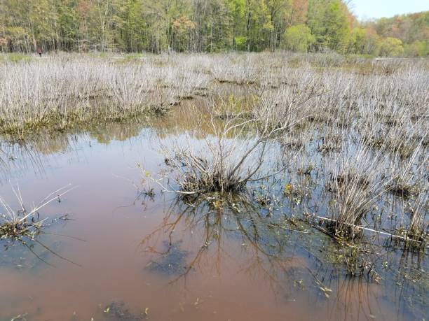 istock murky or muddy water in lake or pond with algae and plants 1169023968
