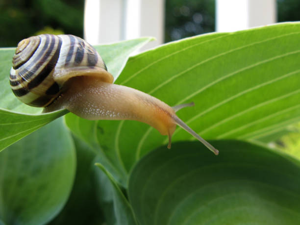 Snail On Hosta stock photo