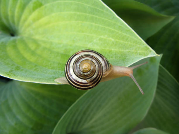 Snail On Hosta stock photo