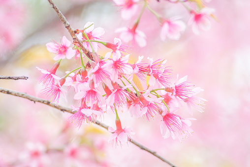 Primavera con hermosas flores de cerezo, flores de sakura rosa.