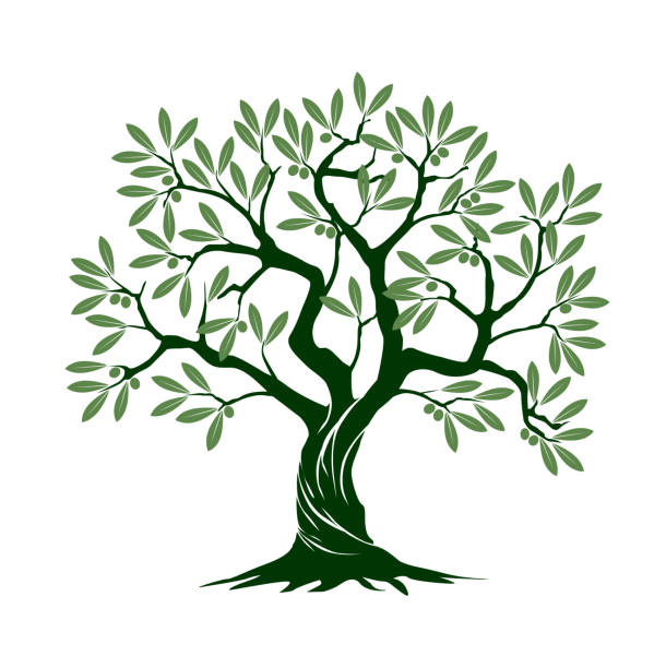 grün isoliert eolive tree auf weißem hintergrund. vektor-illustration und konzept. pflanze im garten. - olivenbaum stock-grafiken, -clipart, -cartoons und -symbole