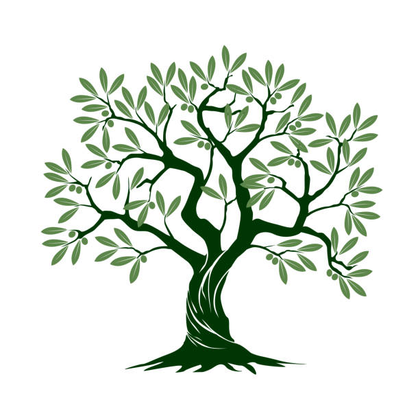 ilustrações de stock, clip art, desenhos animados e ícones de green isolated olive tree on white background. vector illustration and concept. plant in garden. - olives