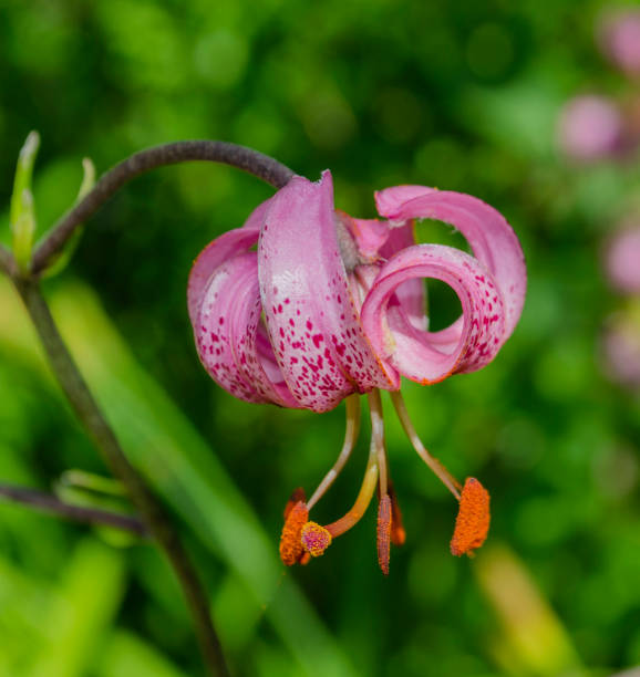 istock Lilium martagon commonly known as Martagon lily or Turk's cap lily. 1169026122