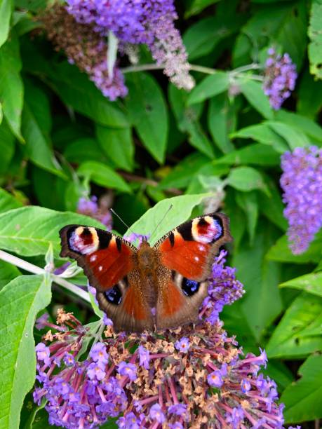 istock Beautiful peacock  butterfly on a buddleia plant 1169026224