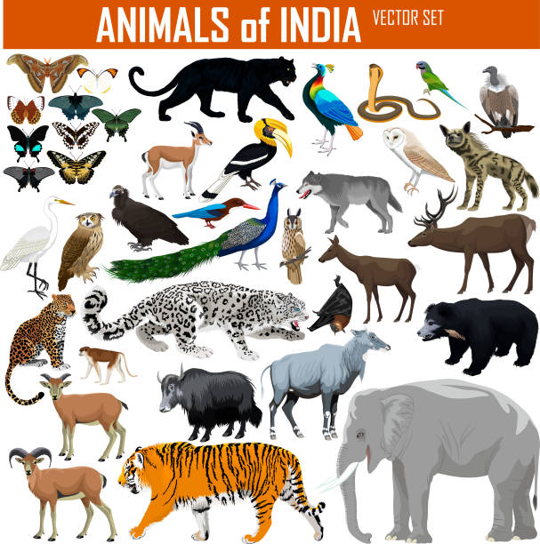 ilustraciones, imágenes clip art, dibujos animados e iconos de stock de conjunto vectorial de animales de la india - wildlife