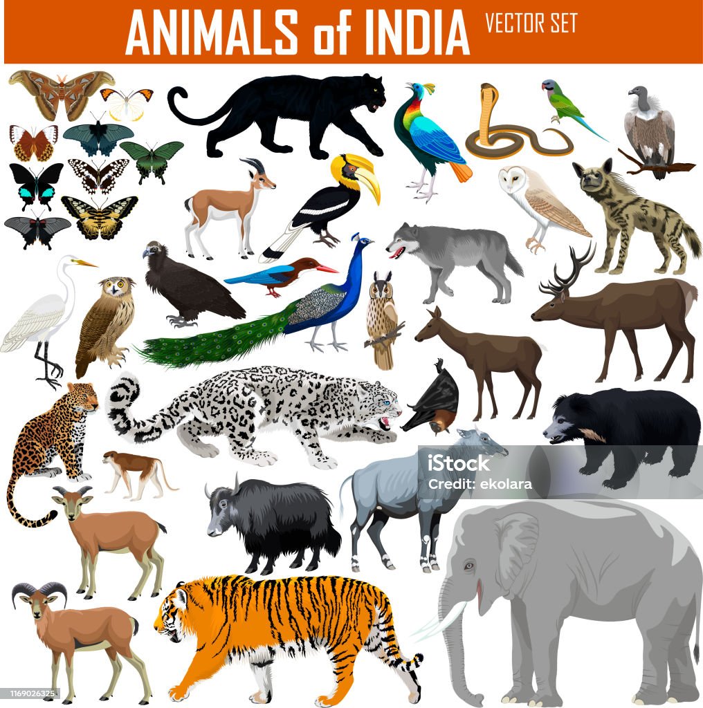 Vector Set Of Animals Of India Stock Illustration - Download Image Now - Animal  Wildlife, Animals In The Wild, India - iStock