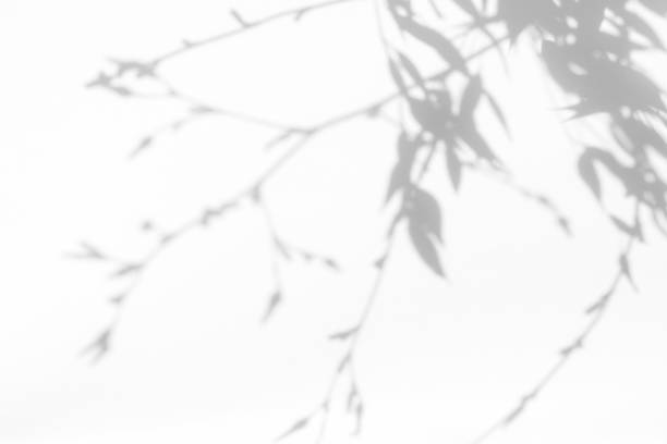 istock Gray shadow of the leaves on a white wall. 1169027539