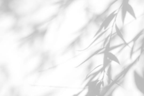 Gray shadow of the willow leaves on a white wall.