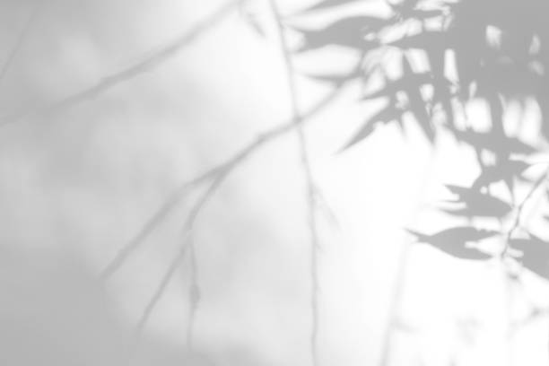 istock gray shadow of the leaves and branches on a white wall 1169027543