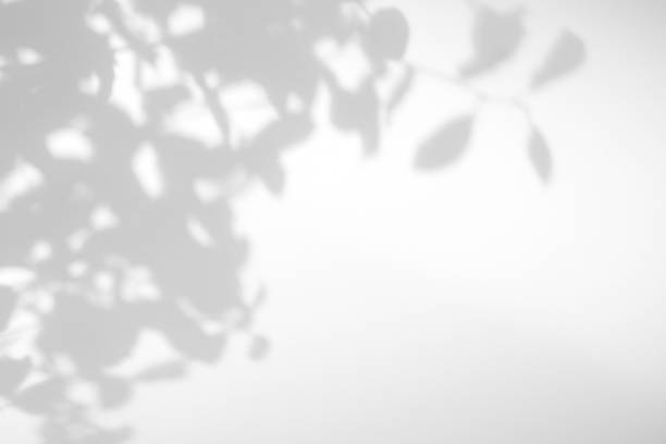 istock Gray shadow of the leaves on a white wall. 1169027544