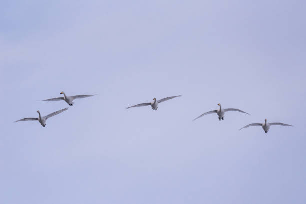 istock A group of swans flying over the lake 1169027568