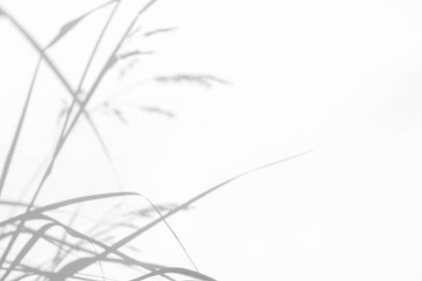 istock Gray shadows of the delicate grass 1169027572